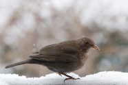 雪地灰色小鸟图片
