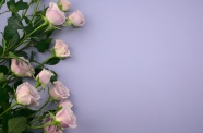 玫瑰花朵紫色背景图片