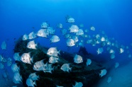 深海鲳鱼鱼群图片
