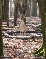 森林里的棕色鹿图片