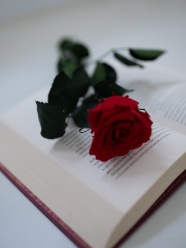 书本上的一朵玫瑰花图片