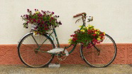 单车花艺盆栽图片