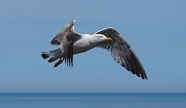 展翅飞行的海鸥图片