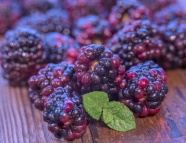 野生黑莓摄影图片