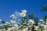 白色小雏菊花摄影图片