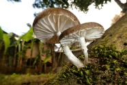 两朵菌类蘑菇图片