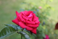漂亮红色玫瑰花朵图片
