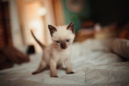 白色暹罗小猫图片