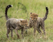 非洲小猎豹幼崽图片