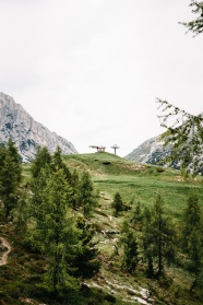 野草地树木远山风景图片