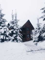 冬季雪地雪松雪屋图片