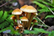 森林地面真菌小蘑菇图片