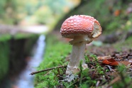 飞鹅膏菌蘑菇苞图片