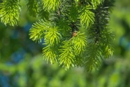 绿色云杉树摄影图片