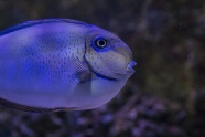 水族馆蓝色斑点观赏鱼图片