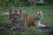 孟加拉大老虎图片