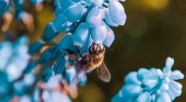 蜜蜂授粉花特写图片