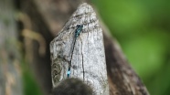 木头上的蓝黑蜻蜓摄影图片