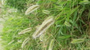 狗尾巴草植物摄影图片