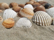 海滩漂亮贝壳图片
