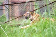 动物园老虎摄影图片