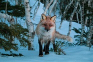 雪山上的狐狸图片