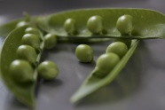 豌豆蔬菜摄影图片