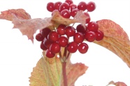 秋季红浆果成熟图片