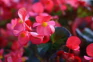 红色秋海棠花图片