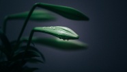 绿色百合花苞图片