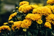 金黄色菊花花朵图片