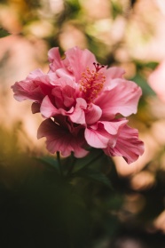 清新唯美粉色花朵图片