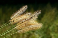 狗尾巴草植物素材图片