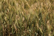 田野小麦农作物图片