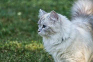 白色基蒂猫可爱图片