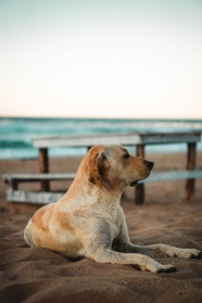 躺在沙滩上的拉布拉多猎犬图片