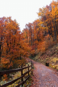 秋季树林小路唯美风景图片