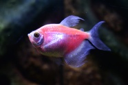鱼缸红色观赏鱼图片