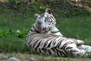 野生条纹白虎图片