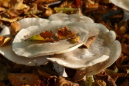 地面野生白蘑菇图片