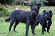 两只黑色小狗图片