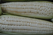 白色玉米棒图片