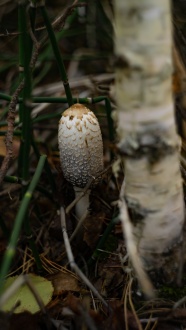 森林白色蘑菇图片