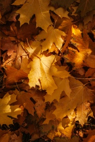 秋天黄色叶子背景图片