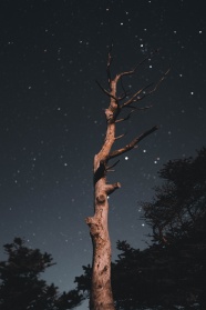 夜间森林中的枯树图片