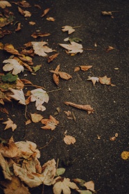凋零的秋叶图片