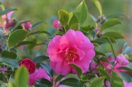 粉红色山茶花图片