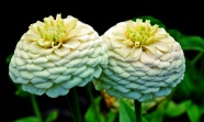 两朵白色百日草花朵图片