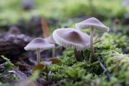 地面漂亮白蘑菇图片