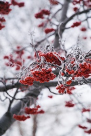 冬季树上红浆果图片